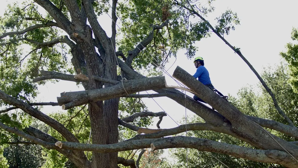 Professional Hazardous Tree Removal performed by certified arborists in Palo