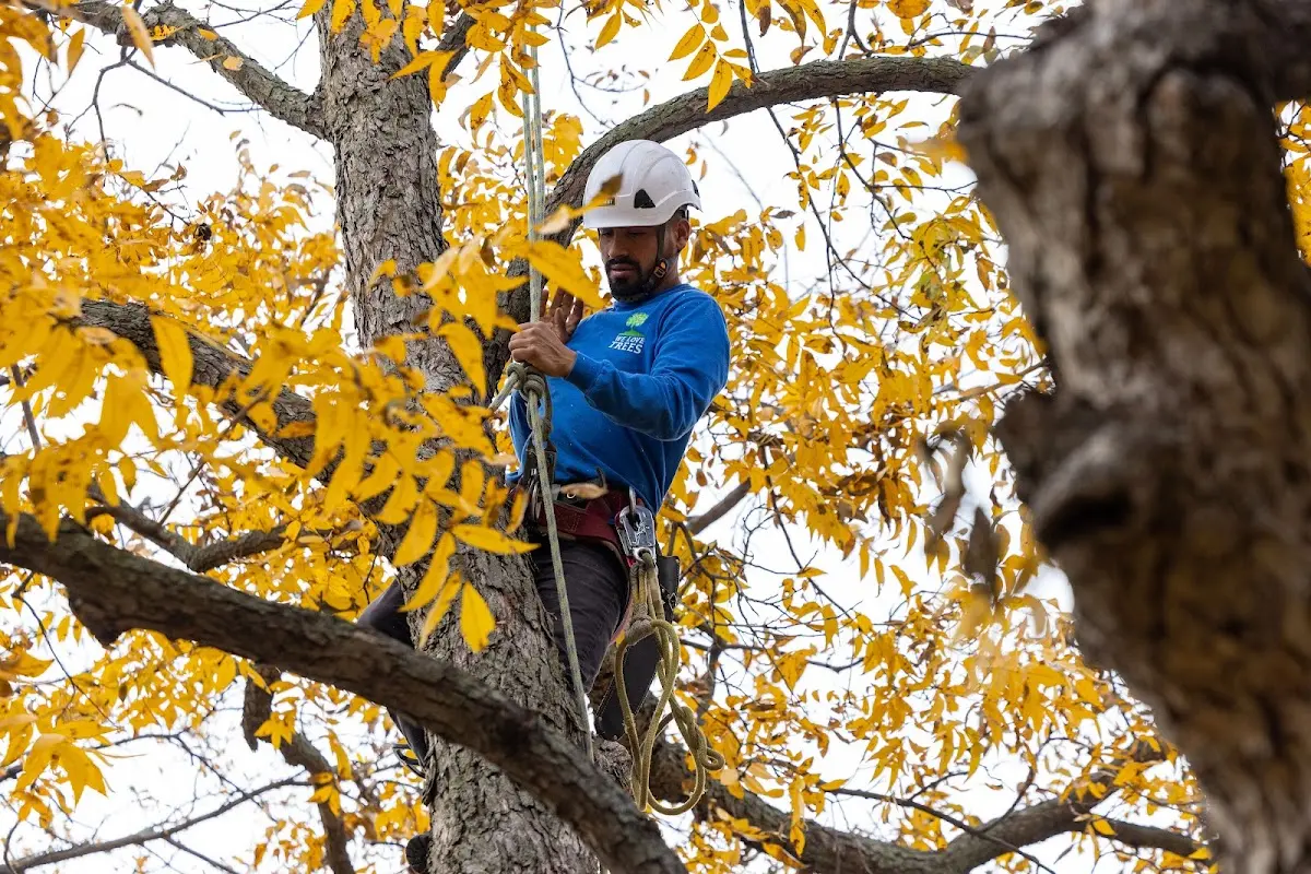 Skilled Tree Trimming crew working in Palo